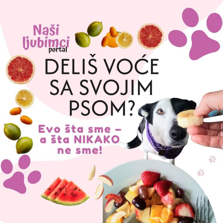 Voce koje nije dozvoljeno za pse - Naši ljubimci portal