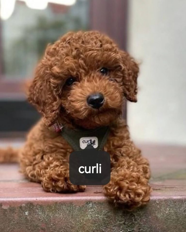 Portal za kucne ljubimce Nasi ljubimci